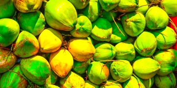 Indonesia Punya Potensi Besar di Bidang Industri Kelapa