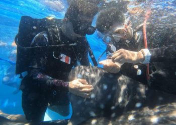 Konservasi Laut: Dua Hiu Paus di Gorontalo Dipasangi Tag Satelit