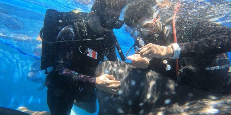 Konservasi Laut: Dua Hiu Paus di Gorontalo Dipasangi Tag Satelit