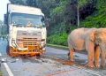 Tangisan Sunyi di Jalan Raya: Kisah Haru Induk Gajah yang Kehilangan Anaknya karena Tertabrak Truk