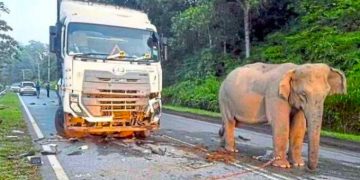 Tangisan Sunyi di Jalan Raya: Kisah Haru Induk Gajah yang Kehilangan Anaknya karena Tertabrak Truk