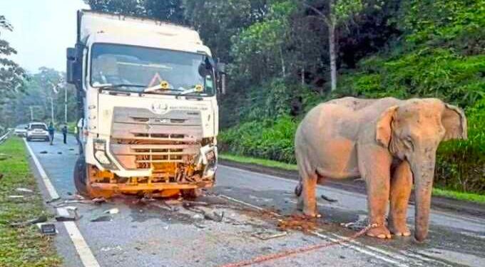 Tangisan Sunyi di Jalan Raya: Kisah Haru Induk Gajah yang Kehilangan Anaknya karena Tertabrak Truk