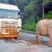 Tangisan Sunyi di Jalan Raya: Kisah Haru Induk Gajah yang Kehilangan Anaknya karena Tertabrak Truk