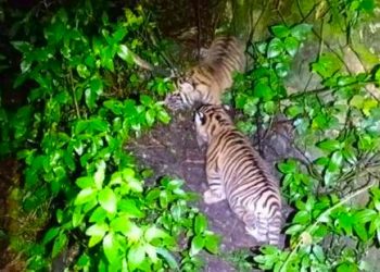Populasi Harimau Sumatra Bertambah, Konservasi Satwa Liar Membuahkan Hasil