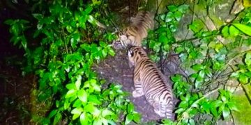Populasi Harimau Sumatra Bertambah, Konservasi Satwa Liar Membuahkan Hasil