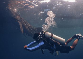 Alarm Ekologi Laut: Jalur Kapal Ancam Kelangsungan Hiu Paus