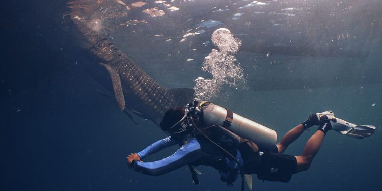Alarm Ekologi Laut: Jalur Kapal Ancam Kelangsungan Hiu Paus