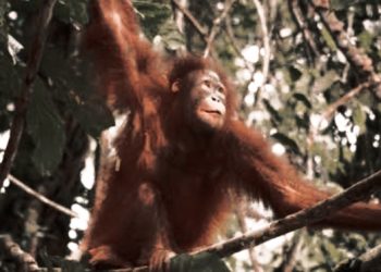 Ekspansi Sawit Hancurkan Koridor Konservasi Kapuas Hulu, Orangutan Makin Terancam