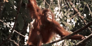 Ekspansi Sawit Hancurkan Koridor Konservasi Kapuas Hulu, Orangutan Makin Terancam