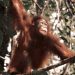 Ekspansi Sawit Hancurkan Koridor Konservasi Kapuas Hulu, Orangutan Makin Terancam