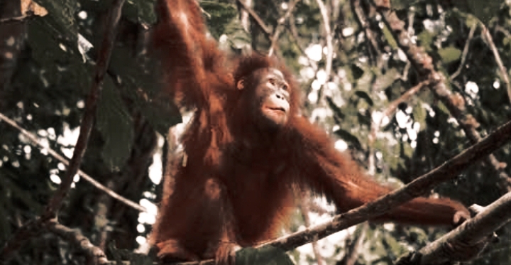 Ekspansi Sawit Hancurkan Koridor Konservasi Kapuas Hulu, Orangutan Makin Terancam
