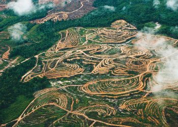 Riset Bongkar Luka Papua: Sawit, Kayu, dan Jejak Perampasan Tanah Adat