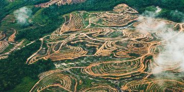 Riset Bongkar Luka Papua: Sawit, Kayu, dan Jejak Perampasan Tanah Adat
