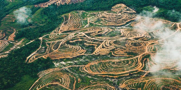 Riset Bongkar Luka Papua: Sawit, Kayu, dan Jejak Perampasan Tanah Adat