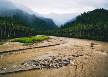 Wallacea Tergerus Deforestasi: Status Taman Nasional dan Warisan Dunia Dinilai Mendesak
