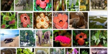 Darurat Biopiracy: BRIN–UGM Bergerak Amankan Harta Karun Biodiversitas Indonesia