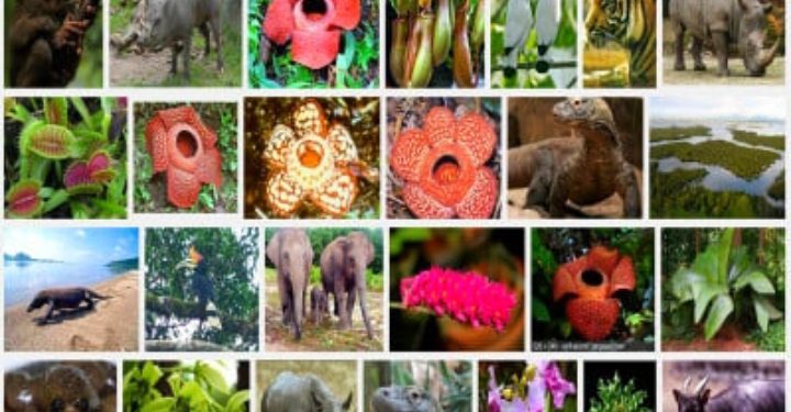 Darurat Biopiracy: BRIN–UGM Bergerak Amankan Harta Karun Biodiversitas Indonesia