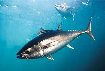 Negara-negara Pantai Bersatu Lawan Dominasi Kapal Asing di Samudra Hindia