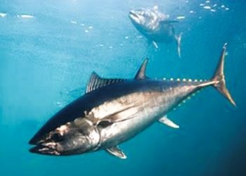 Negara-negara Pantai Bersatu Lawan Dominasi Kapal Asing di Samudra Hindia