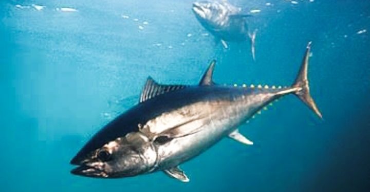 Negara-negara Pantai Bersatu Lawan Dominasi Kapal Asing di Samudra Hindia