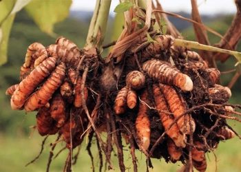 Kunyit Potensial Lawan Kanker Payudara: Bakteri Tanahnya Lebih Ampuh dari Kemoterapi