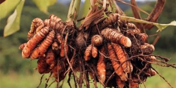 Kunyit Potensial Lawan Kanker Payudara: Bakteri Tanahnya Lebih Ampuh dari Kemoterapi