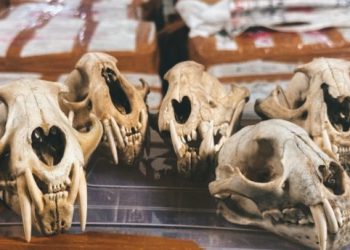 Mafia Satwa Liar Digulung di Aceh: Orangutan dan Tengkorak Hewan Siap Diselundup ke Thailand