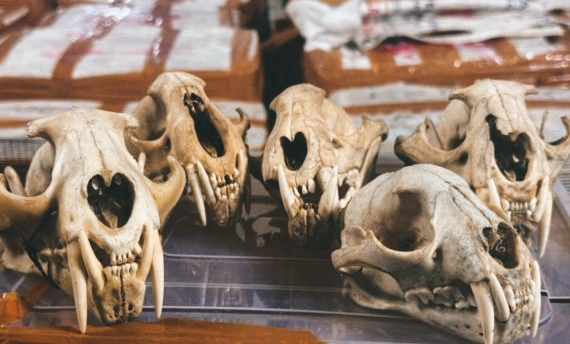 Mafia Satwa Liar Digulung di Aceh: Orangutan dan Tengkorak Hewan Siap Diselundup ke Thailand