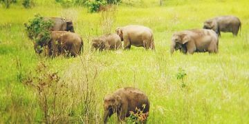 Konservasi Way Kambas, Pemerintah Siapkan Dana Rp2 Triliun