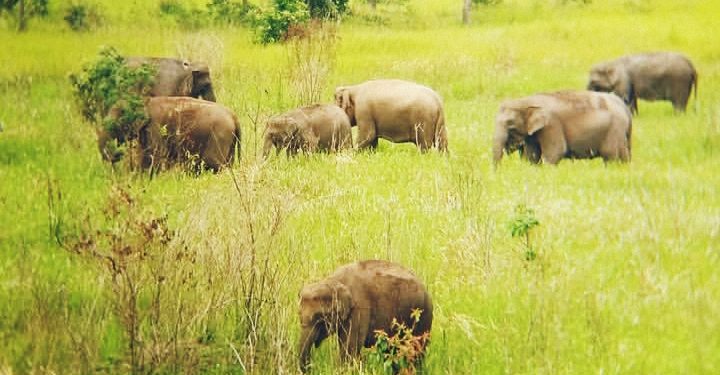 Konservasi Way Kambas, Pemerintah Siapkan Dana Rp2 Triliun